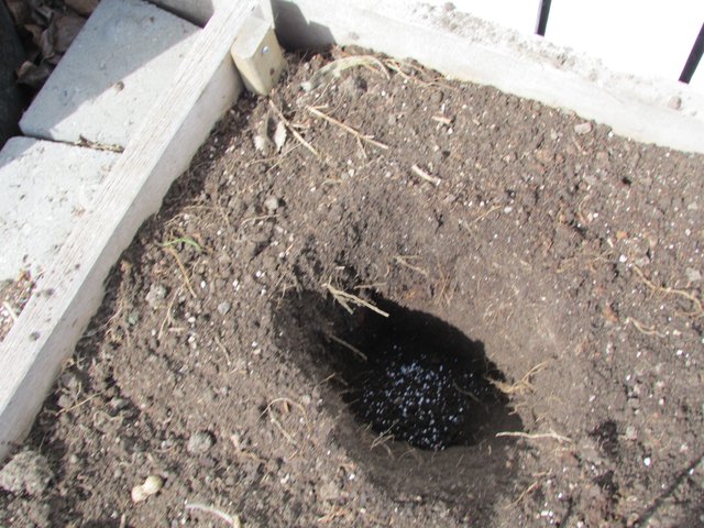 Dig hole and fertilize.JPG