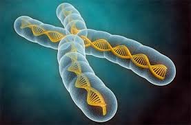 cromosomas y adn.jpg