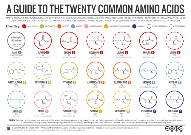 20-Common-Amino-Acids-v3-1024x724.png