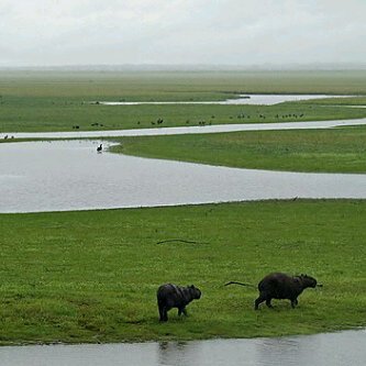 capivara - copia.jpg