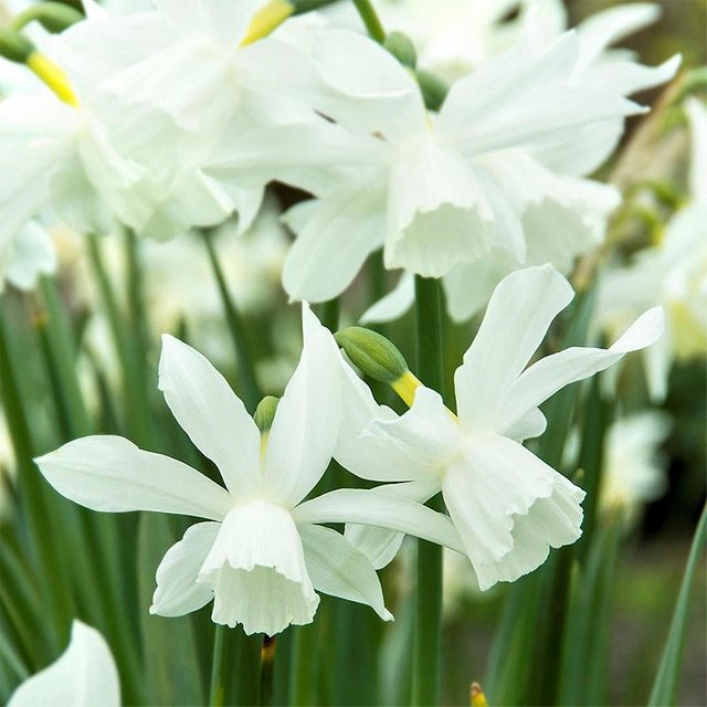 narcis-narcissus-thalia-narcisnarcissus-thalia_5f4fa7d18665b.jpg