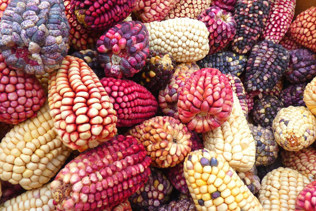 15 EXCEPTIONAL BENEFITS OF MAIZE OR CORN.png