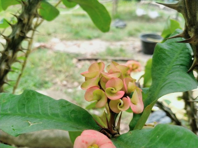 IMG20250321142952.jpg