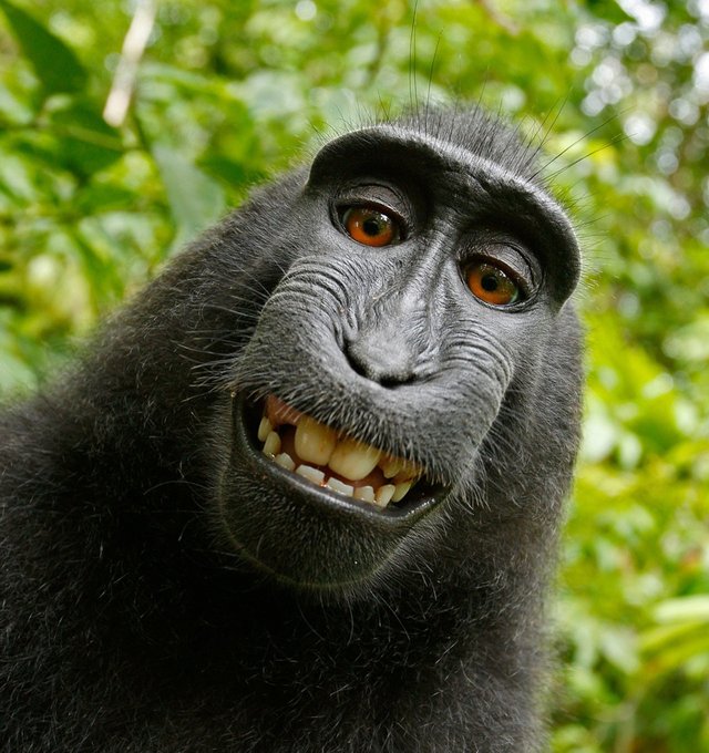 selfie-monkey-self-portrait-macaca-nigra-50582.jpg