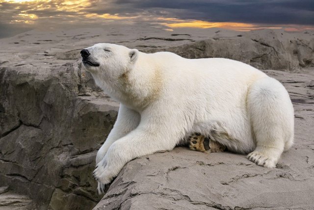 polar-bear-7955893_1280.jpg