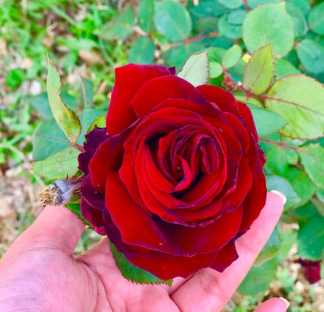 National Red Rose Day (June 12th)