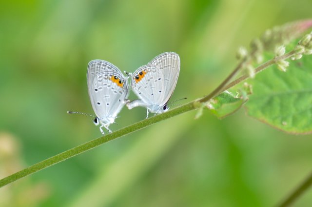 _AHW0958.jpg