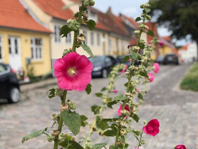 hollyhock kalundborg.jpg