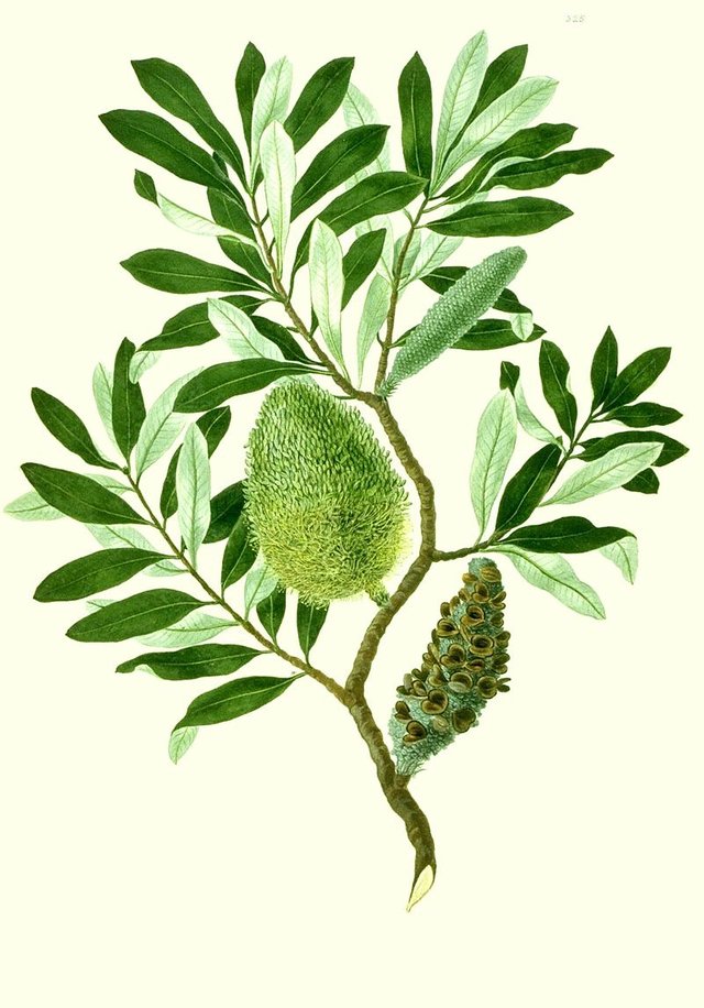 800px-Banksia_integrifolia_watercolour_from_Banks'_Florilegium.jpg