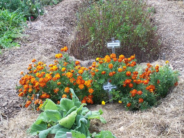 New Herb - Row 4, marigolds crop September 2019.jpg