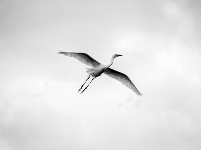YASIR BNW (9).jpg