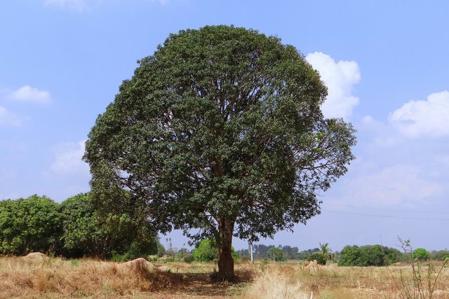 mango-tree-g36b3a148c_1920.jpg