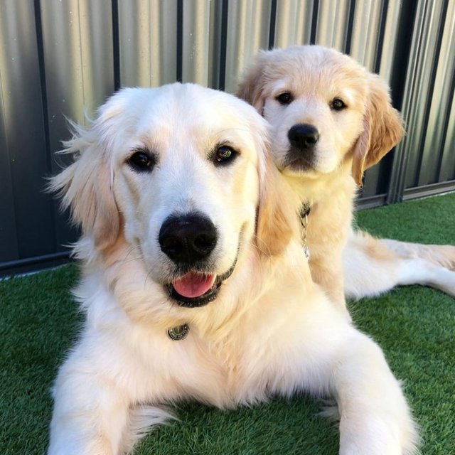 golden_retriever_1024x1024.jpeg