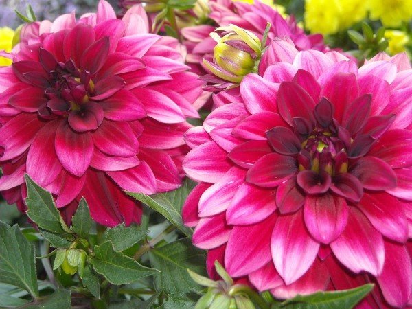 tanaman-hias-bunga-dahlia-ungu.jpg