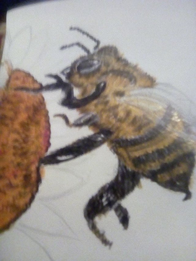 abeja5.jpg