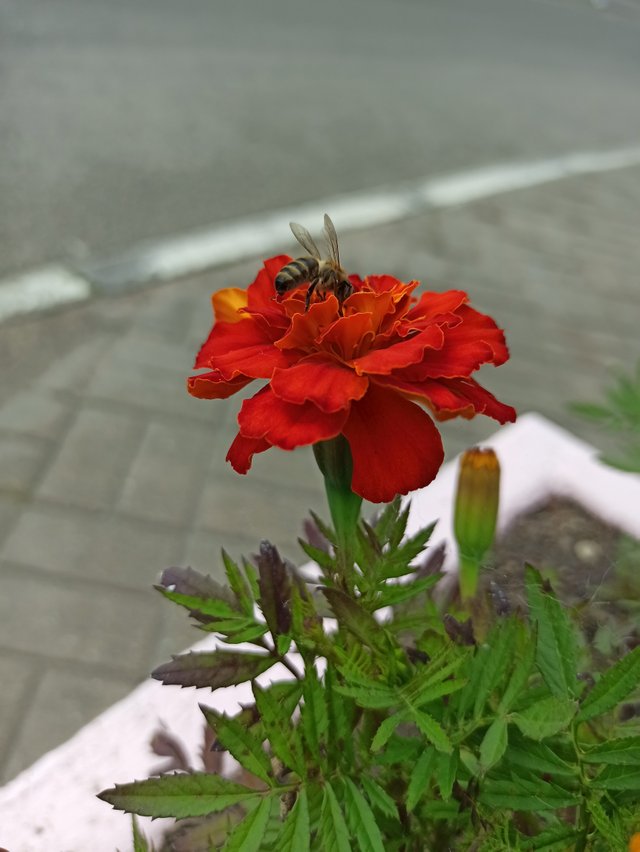 IMG_20250614_115904.jpg