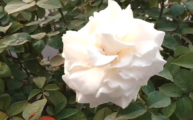 White flower.png