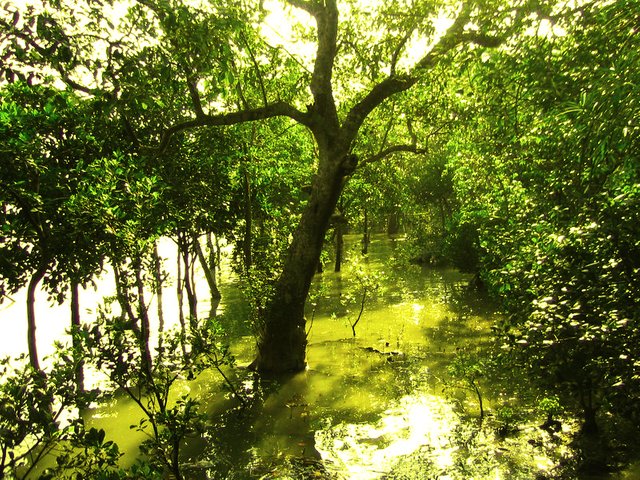 Sundarbans_02.jpg