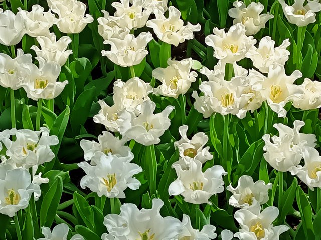 Tulipa White librastar 1.jpg