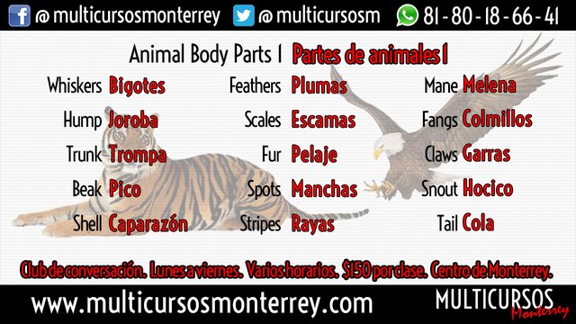 Animal body parts 1.jpg