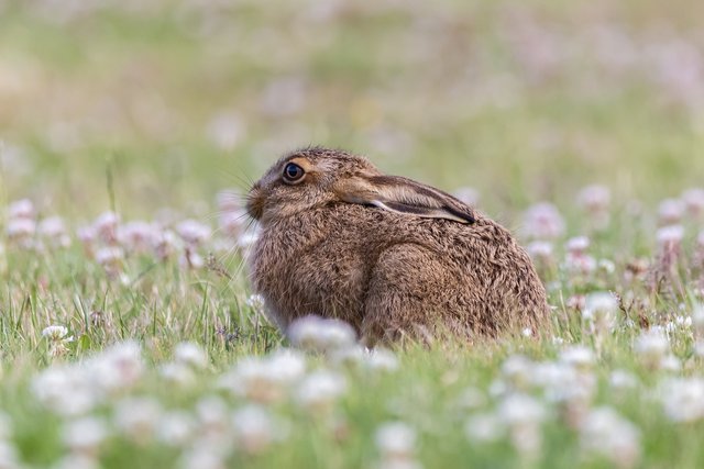 young-hare-5374708_1280.jpg