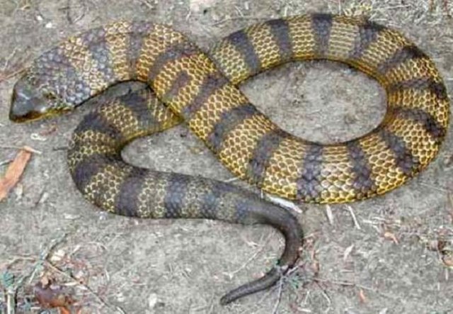 Tiger-Snake6.jpg