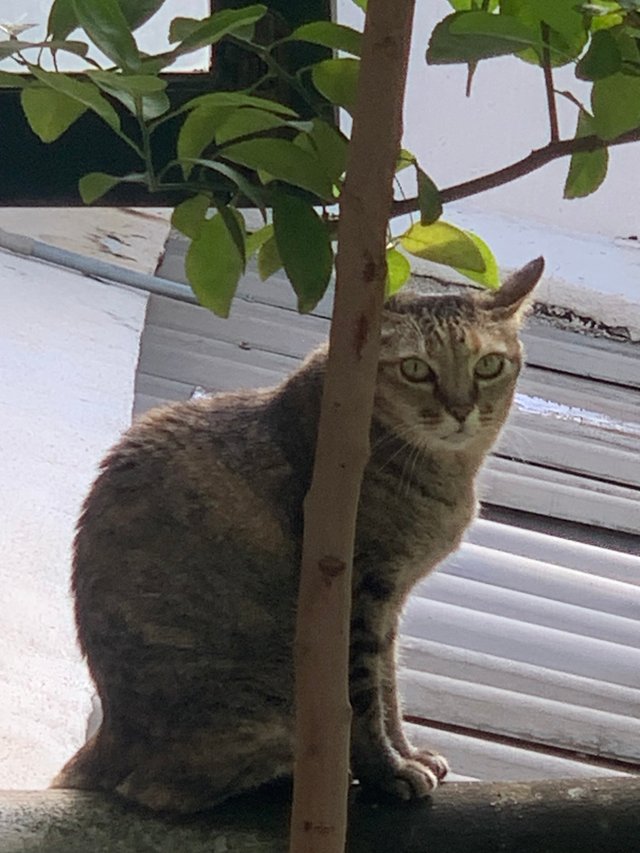 orange cat3.jpg