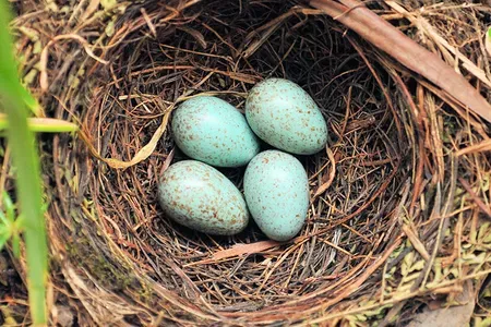 nest-eggs-5bfc1f2cc9e77c005141a39e.webp