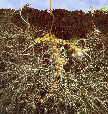 mycorrhizae.jpg