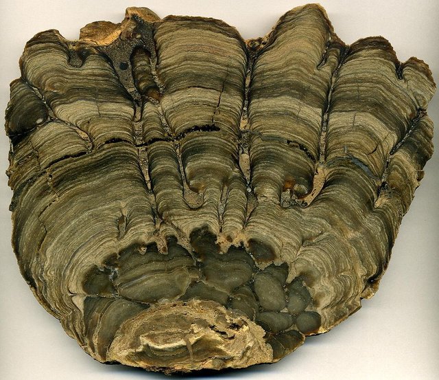 Stromatolite_Fossil_from_Wyoming.jpg