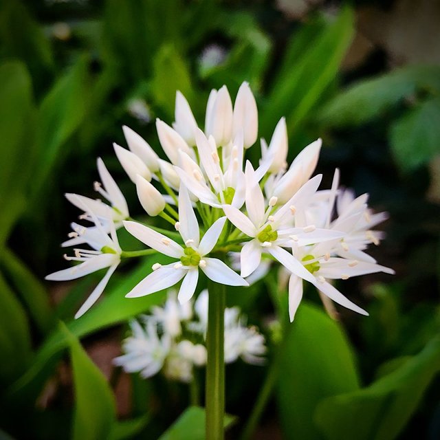 Bärlauch - Wild Garlic - Allium Ursinum.jpg