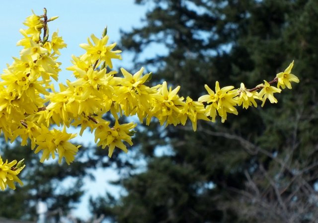 0953-Forsythia.jpg