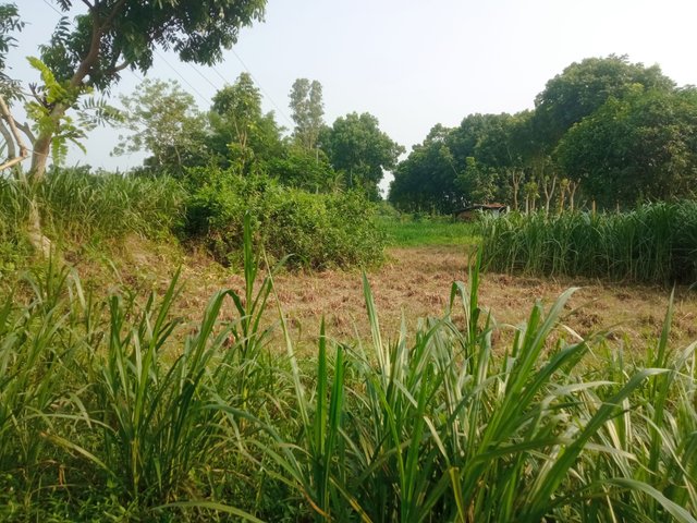 প্রকৃতি (3).jpg