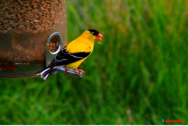 birding american goldfinch GF0010.JPG