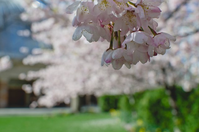 The soft little pink flowerings on the trees.JPG