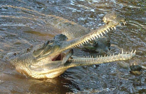 Male gharial eating a tilapia.jpg