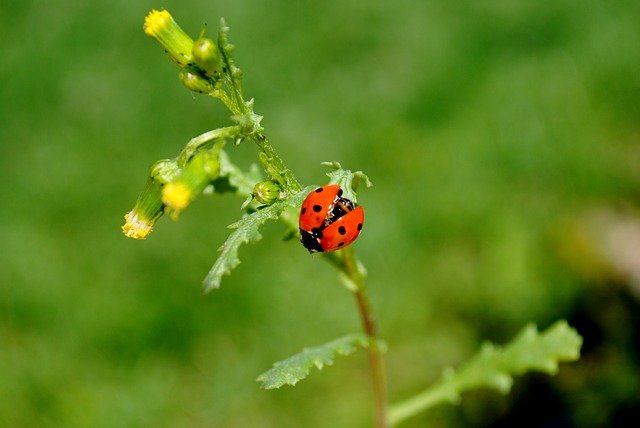 www.maxpixel.net-Nature-Ladybug-Insect-Beetle-Flower-Plant-Leaf-3043630.jpg