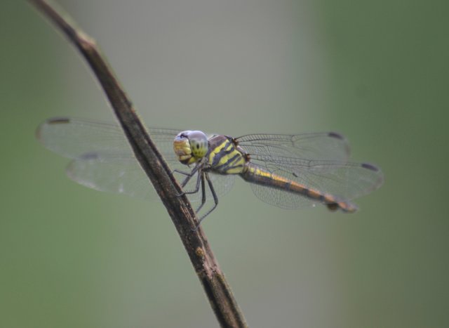 _AHW8857.jpg