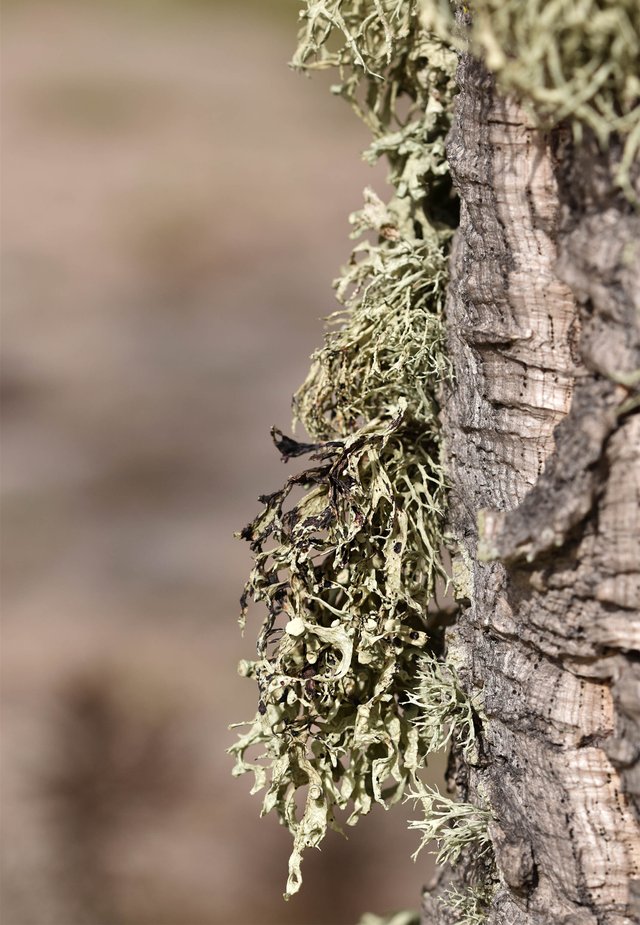lichen cork tree 5.jpg