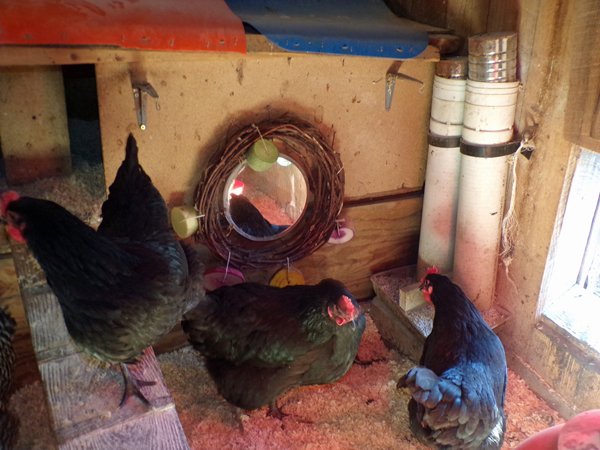 Chicken toys - Australorps and grapevine crop January 2020.jpg