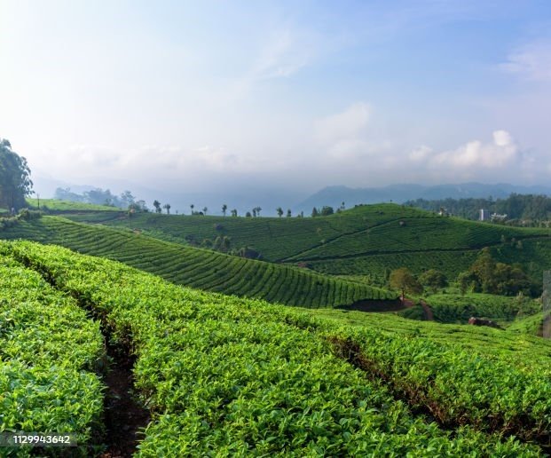 tea plants (1).jpg