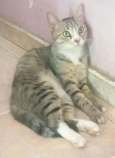 ñ`l.PNG
