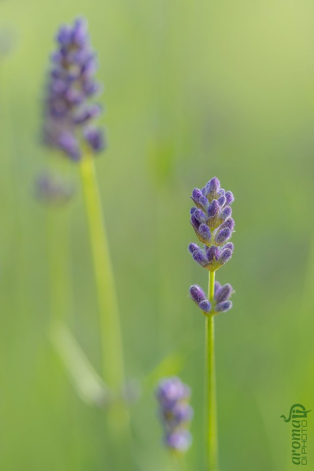 lavender4.JPG