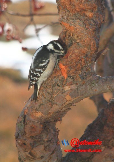 Downy Woodpecker PFW04.jpg