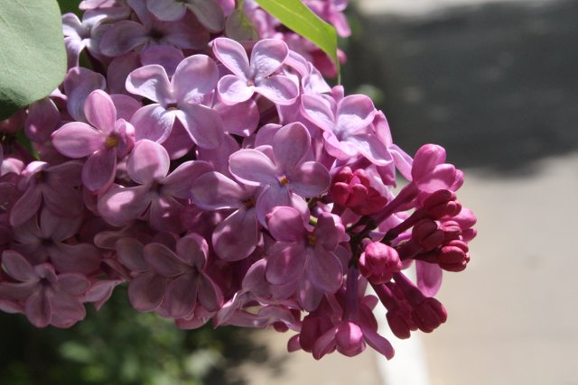 IMG_1366.JPG