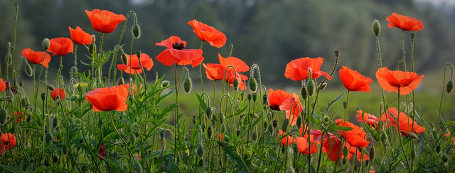 Aunque florezcan las amapolas en los campos de Flandes