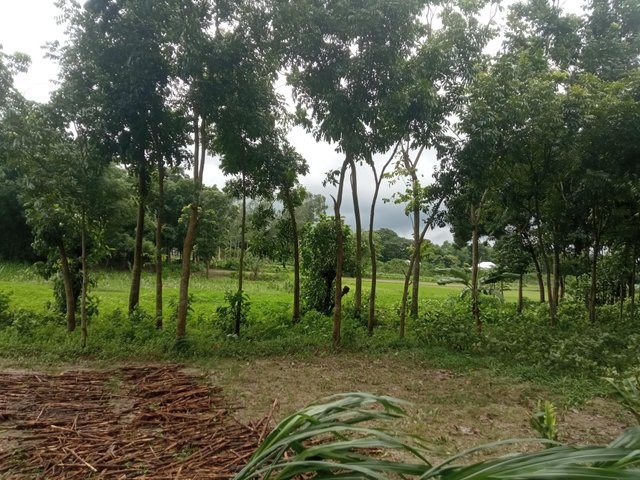 গ্রাম (4).jpg