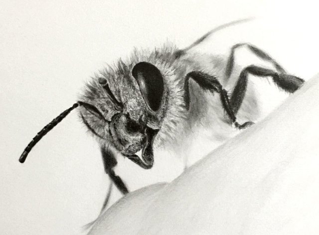 bee-drawing.jpg