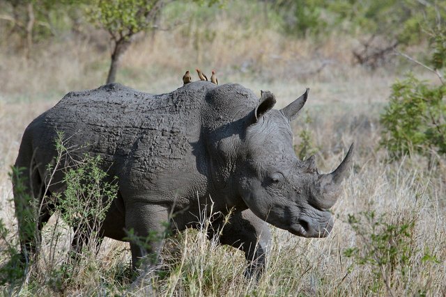 rhinoceros-1837164_1280.jpg