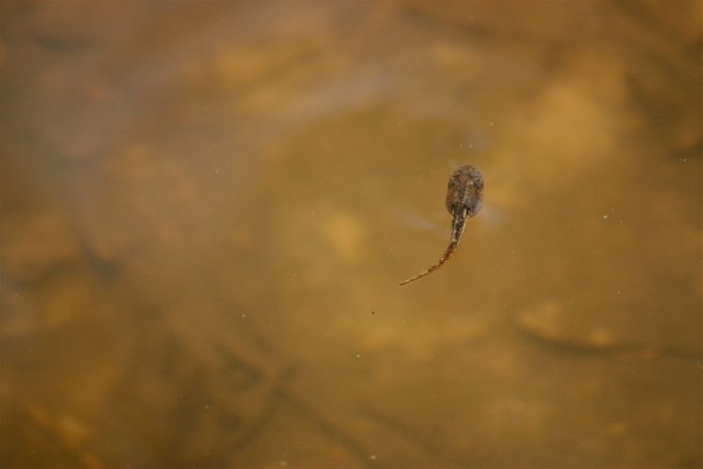 tadpole 5-1.jpg